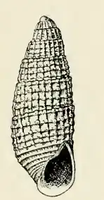 Odostomia tyleri