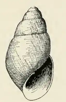 Odostomia unalaskensis