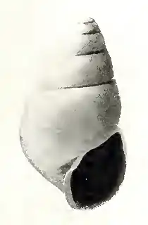Odostomia valeroi