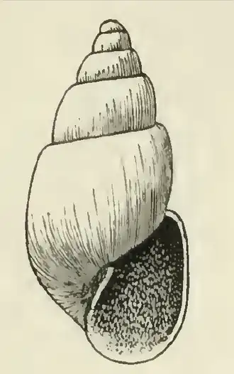 Odostomia vancouverensis