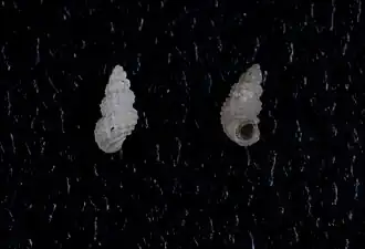 Odostomia virginalis