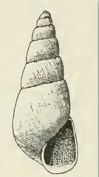 Odostomia youngi