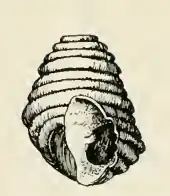 Odostomia ziziphina