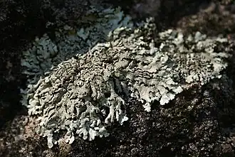 Blauwgrijs steenschildmos