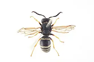 Odynerus melanocephalus