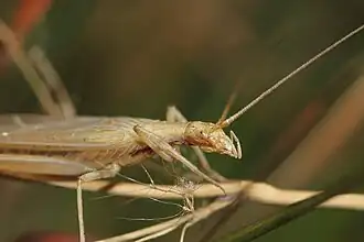 Oecanthus rufopictus