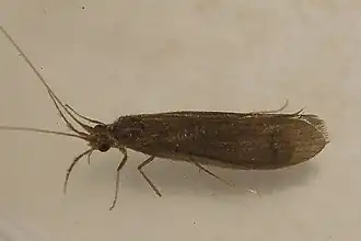 Oecetis inconspicua