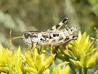 Oedaleonotus orientis