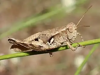 Oedaleonotus pacificus