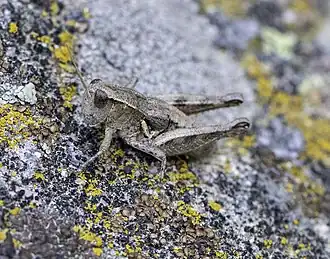 Oedaleonotus phryneicus