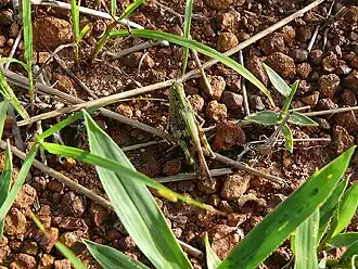 Oedaleus nigeriensis