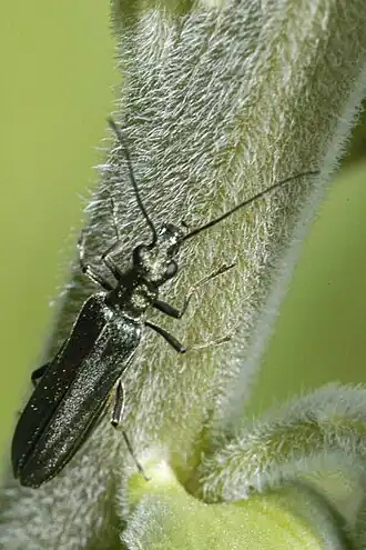 Oedemera