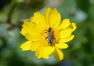 Oedemera simplex en de spin Thomisus onustus