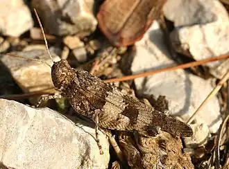 Blauwvleugelsprinkhaan