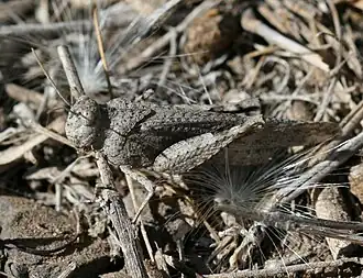 Oedipoda canariensis