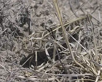 Pardalophora saussurei