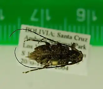 Oedopeza maculatissima