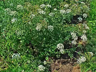 Dodemansvingers (plant)