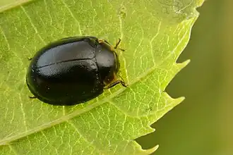 Ongevlekt lieveheersbeestje