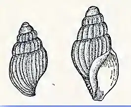 Oenopota blaneyi