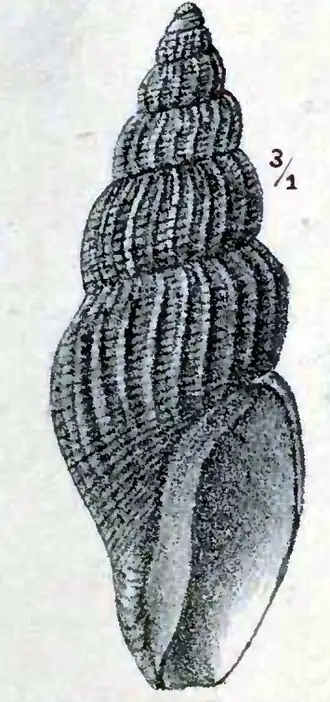Oenopota declivis