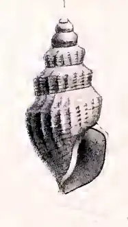 Oenopota graphica