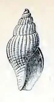 Oenopota harpa