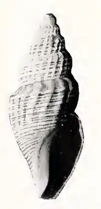 Oenopota inequita