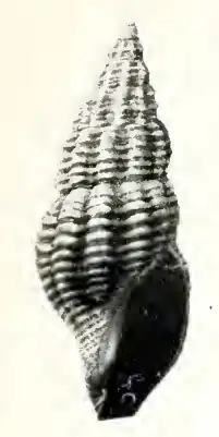 Oenopota levidensis