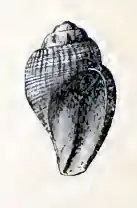 Oenopota murdochiana