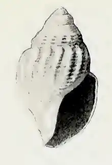 Oenopota quadra