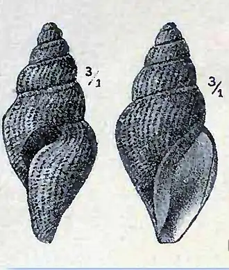 Oenopota tenuicostata