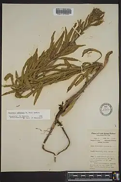 Herbarium