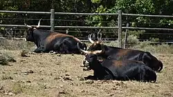 Teruggefokte oerossen