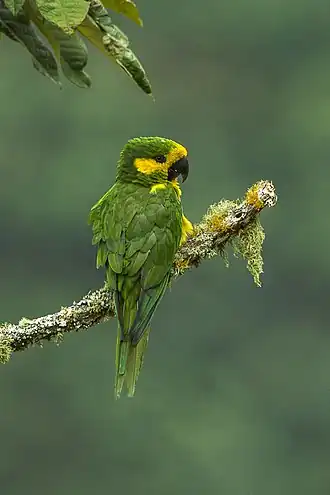 Geeloorparkiet