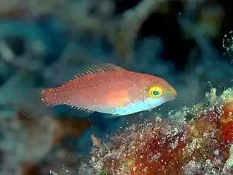 Scarus fuscocaudalis