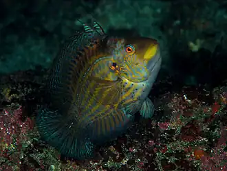 Pteragogus aurigarius