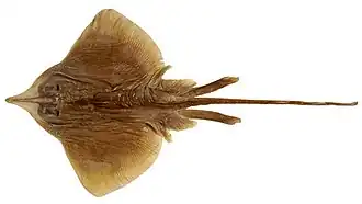 Okamejei arafurensis