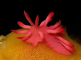Okenia atkinsonorum
