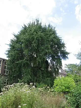 Ginkgo in augustus 2024