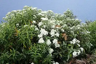Olearia ilicifolia