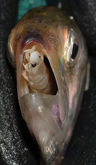 Olencira praegustator