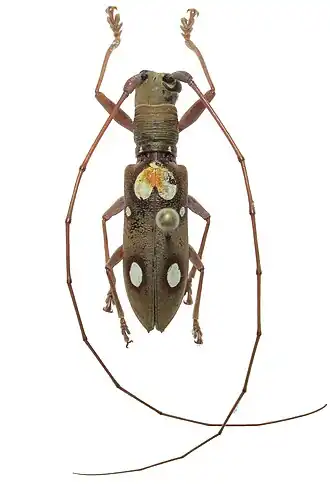 Olenecamptus bilobus