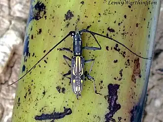 Olenecamptus dominus