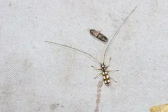 Olenecamptus formosanus