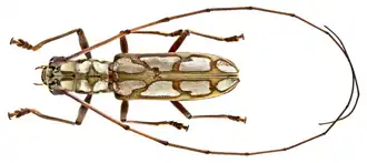 Olenecamptus quadriplagiatus