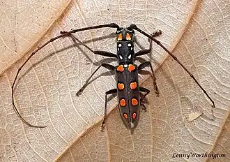 Olenecamptus siamensis