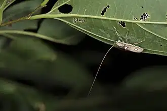 Olenecamptus taiwanus
