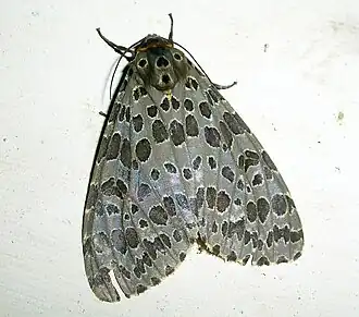 Pericallia ricini
