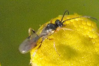 Olesicampe argentata